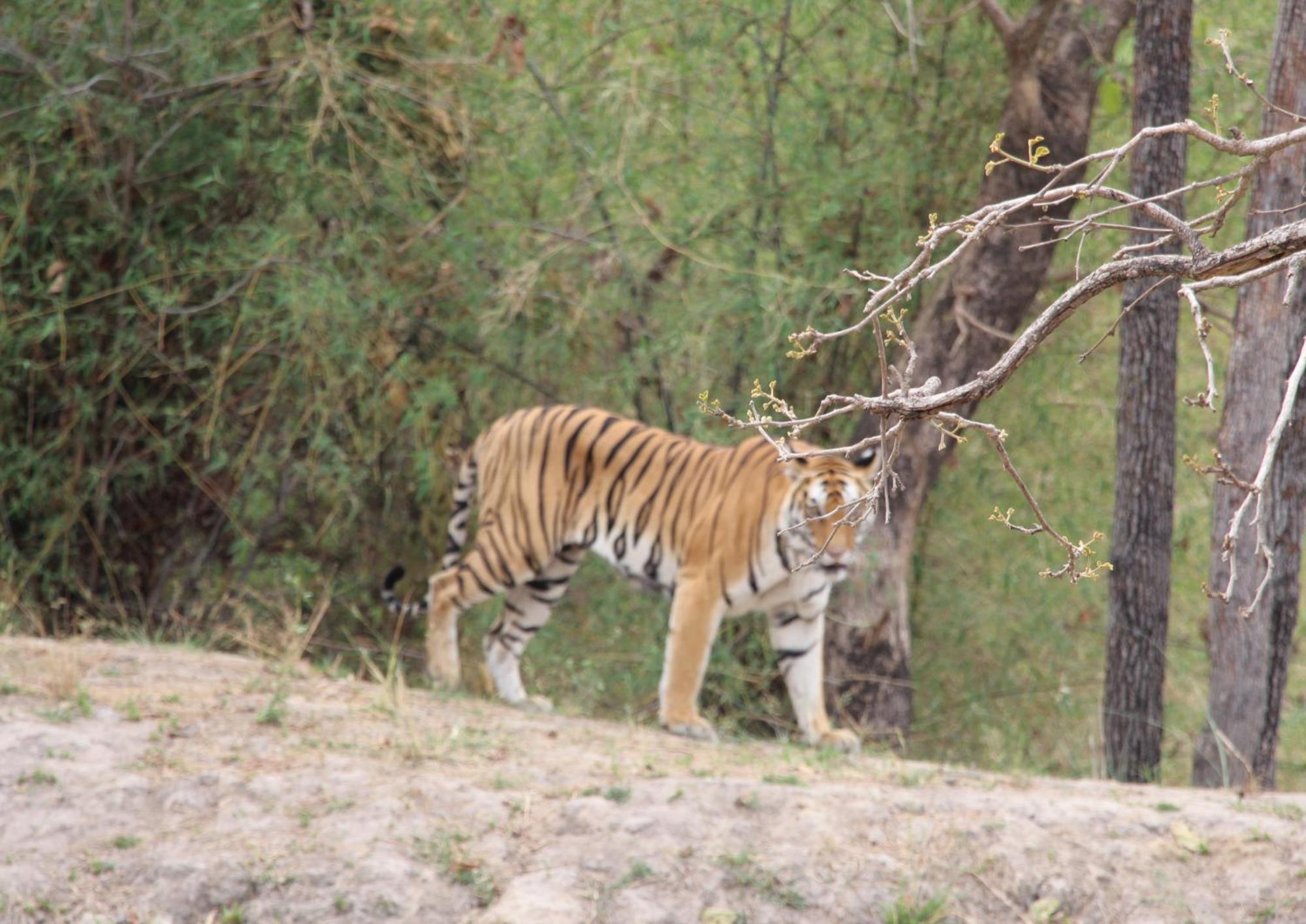 Tiger Tops Karnali Lodge Bardiya Dış mekan fotoğraf