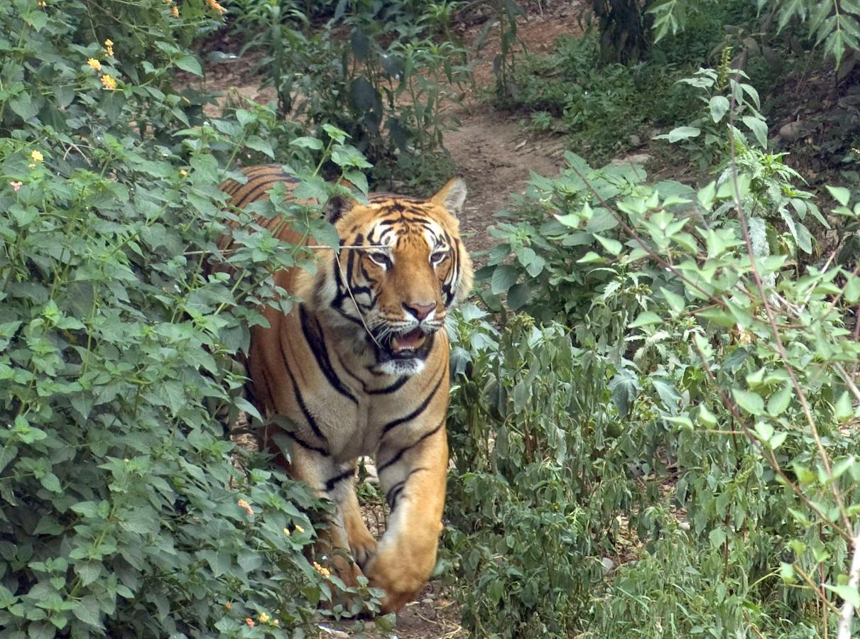 Tiger Tops Karnali Lodge Bardiya Dış mekan fotoğraf